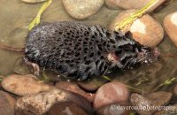 Eurasian Water Shrew (Neomys fodiens) 3