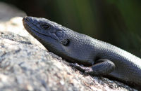 King Skink  (Egernia kingii) 2