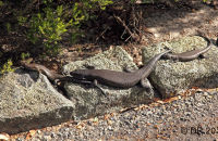 King Skinks at Mount Clarence, Albany, W.A. (Egernia kingii) 1