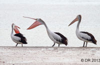 Australian Pelicans (Pelecanus conspicillatus) 5 ... and another thing!