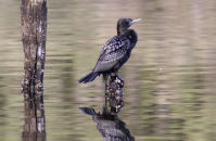 Little Black Cormorant (Phalacrocorax sulcirostris)