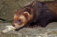 European Polecat (Mustela putorius) 1
