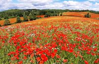 Poppies at Bewdley