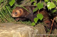 European Polecat (Mustela putorius) 2