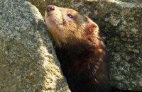 European Polecat (Mustela putorius) 3
