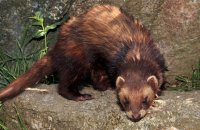 European Polecat (Mustela putorius) 4