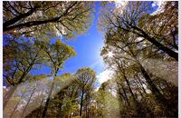 Sunlight through the canopy - Wyre Forest