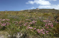 Wild flowers, Cheynes Beach, W.A.