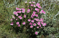Rose Banjine flowers (Pimelea rosea)