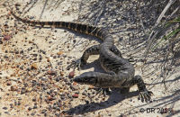 Heath Monitor or Goanna  (Varanus rosenbergi)