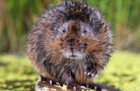 European Water Vole (Arvicola amphibius) 1