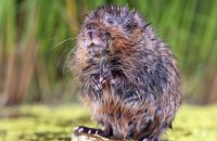 European Water Vole (Arvicola amphibius) 2