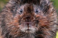 European Water Vole (Arvicola amphibius) 3
