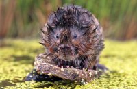 European Water Vole (Arvicola amphibius) 4