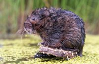 European Water Vole (Arvicola amphibius) 5