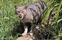 Scottish Wildcat (Felis sylvestris) 3