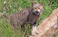 Scottish Wildcat (Felis sylvestris) 1