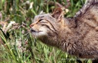 Scottish Wildcat (Felis sylvestris) 4