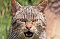 Scottish Wildcat (Felis sylvestris) 2