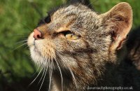 Scottish Wildcat (Felis sylvestris) 5