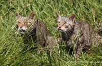 Scottish Wildcats (Felis sylvestris) 6