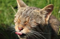 Scottish Wildcat looking more like a tabby! (Felis sylvestris) 7
