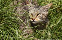 Scottish Wildcat (Felis sylvestris) 8
