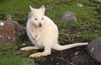 Albino or White Wallaby (Macropus rufogriseus)