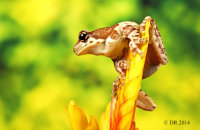 (iii) Amazon Milk Frog (Trachycephalus resinifictrix)