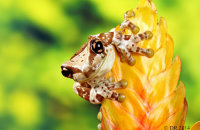 (ii) Amazon Milk Frog (Trachycephalus resinifictrix)