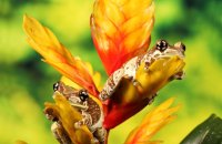 (v) Amazon Milk Frogs (Trachycephalus resinifictrix)