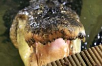 Male American Alligator (Alligator mississippiensis)  'Albert', looking for dinner