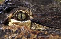 American Alligator (Alligator mississippiensis)  'Eye to eye with Albert'