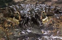 'Albert, 397lbs of Alligator approaching' - American Alligator (Alligator mississippiensis)