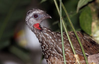 Andean Guan (Penelope montagnii)