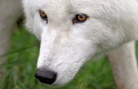 Arctic Wolf (Canis lupus arctos) 1