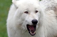 Arctic Wolf (Canis lupus arctos) 2
