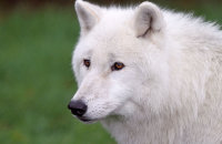Arctic Wolf (Canis lupus arctos) 3
