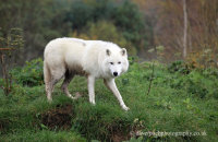 Arctic Wolf (Canis lupus arctos) 4
