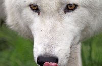 Arctic Wolf (Canis lupus arctos) 5
