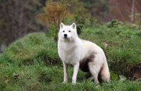 Arctic Wolf (Canis lupus arctos) 6