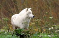 Arctic Wolf (Canis lupus arctos) 7