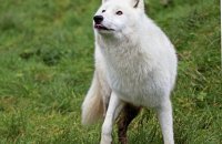 Arctic Wolf (Canis lupus arctos) 8