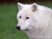 Wolves (Natures Photos)