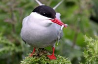 Arctic Tern with Sand eel (Sterna paradisaea)