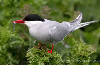 Arctic Tern with Sand eel (Sterna paradisaea)