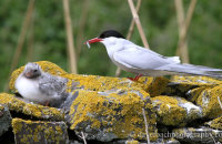 Arctic Tern and chick on Inner Farne (Sterna paradisaea)