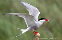 Arctic Tern with Sand eel (Sterna paradisaea)