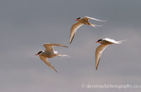 Arctic Terns (Sterna paradisaea)