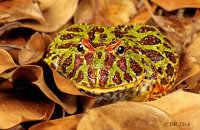 Argentinian Ornate Horned-Frog (Ceratophrys ornata) 3